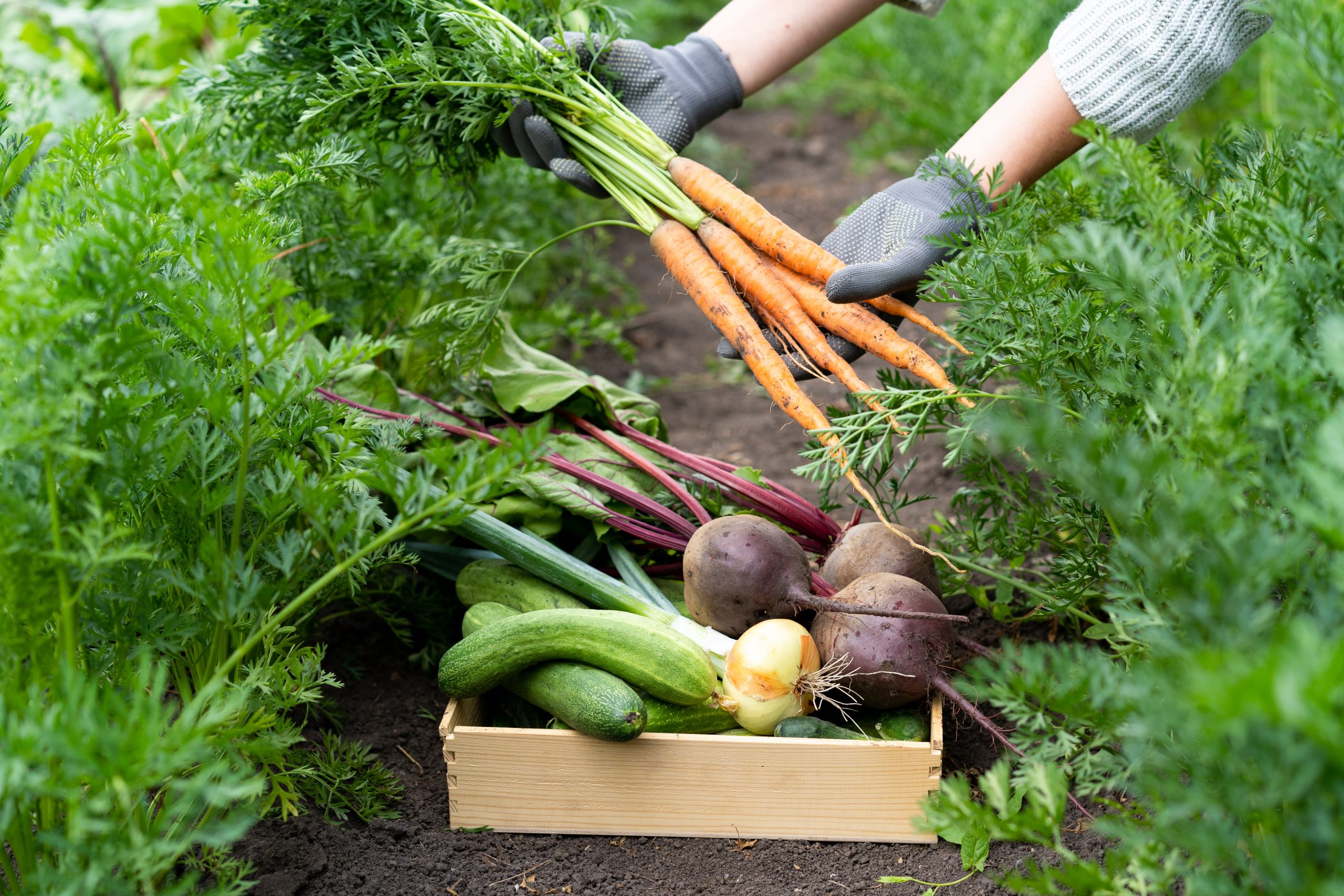 Companion Planting